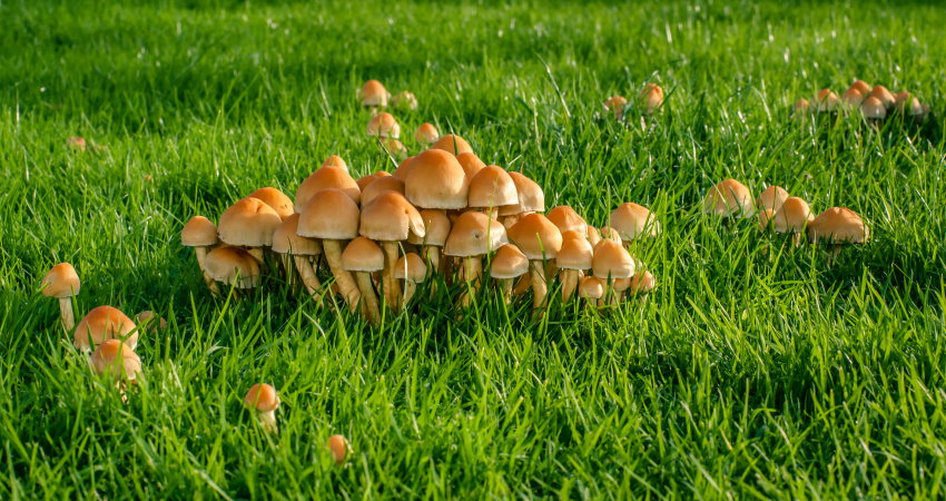 Are Mushrooms Bad For Your Lawn How To Kill Mushrooms In Lawn