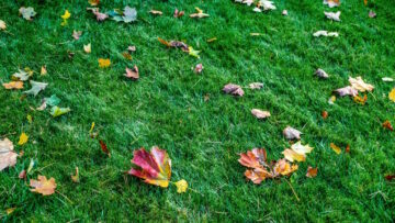 Best Fall Lawn Fertilizers For Cool Season Grasses