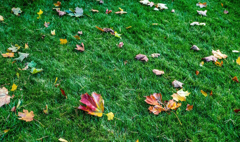 Best Fall Lawn Fertilizers For Cool Season Grasses