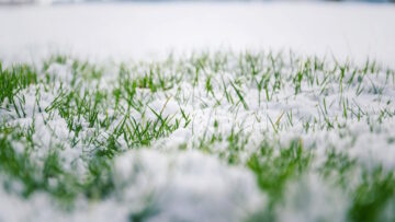 Green Grass in Winter