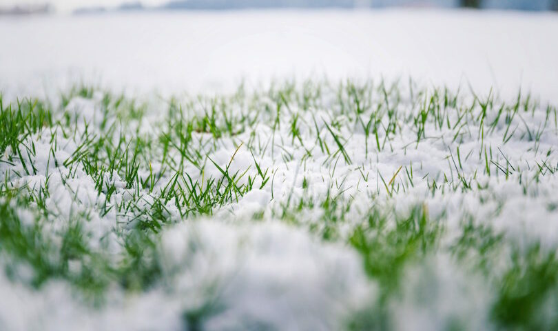 Green Grass in Winter